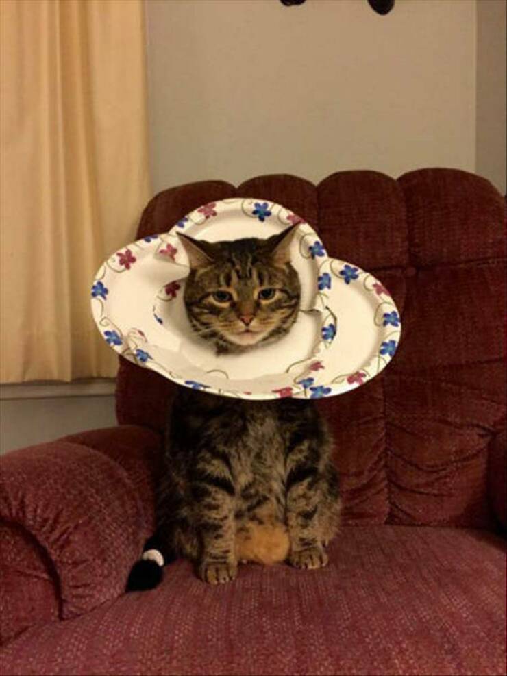 Morning Picdump