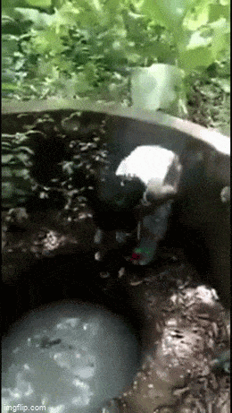 Daily Gifdump
