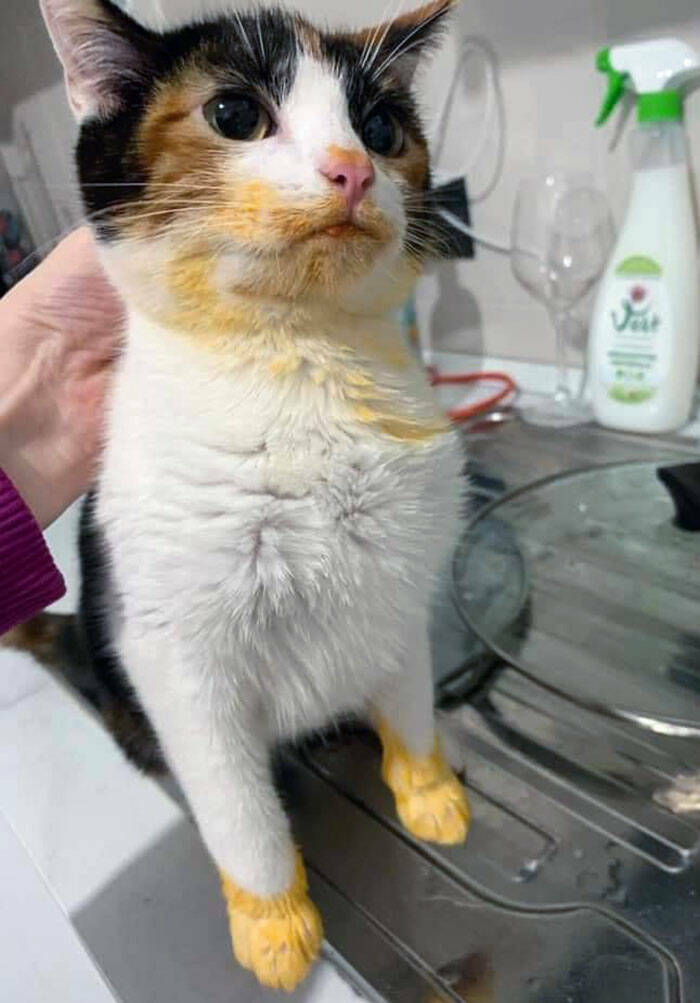 When Pets Food Heists Turned Into Comedic Gold