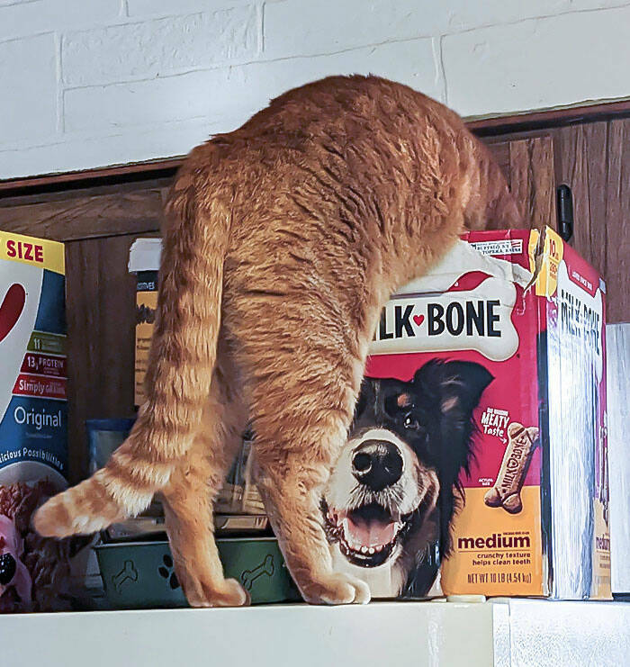 When Pets Food Heists Turned Into Comedic Gold