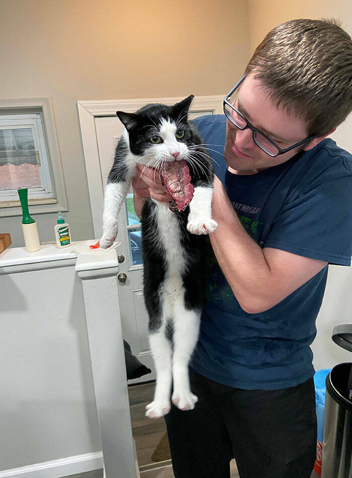 When Pets Food Heists Turned Into Comedic Gold