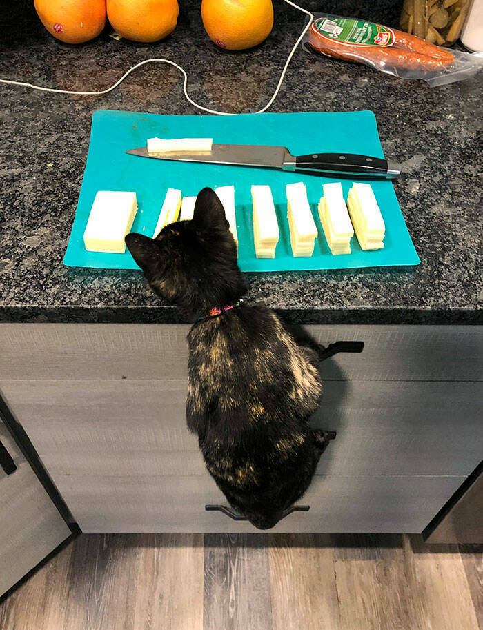 When Pets Food Heists Turned Into Comedic Gold