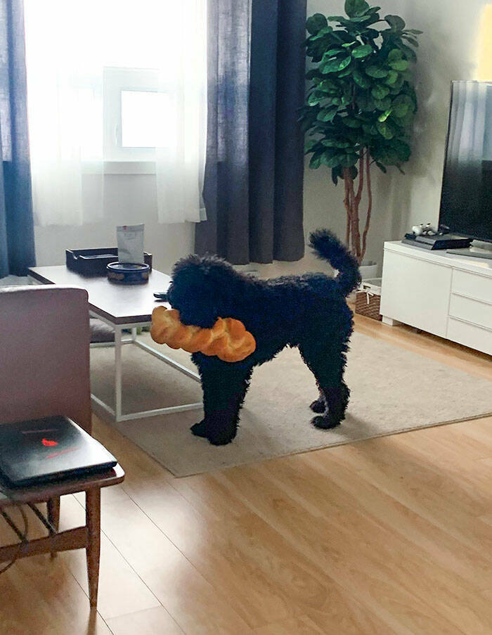 When Pets Food Heists Turned Into Comedic Gold