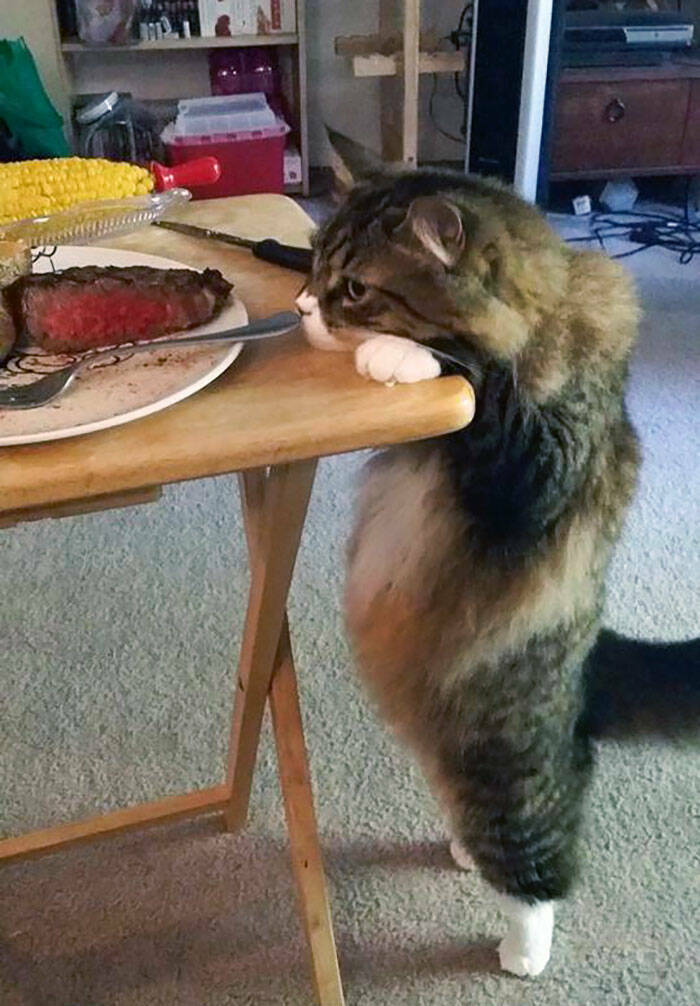 When Pets Food Heists Turned Into Comedic Gold