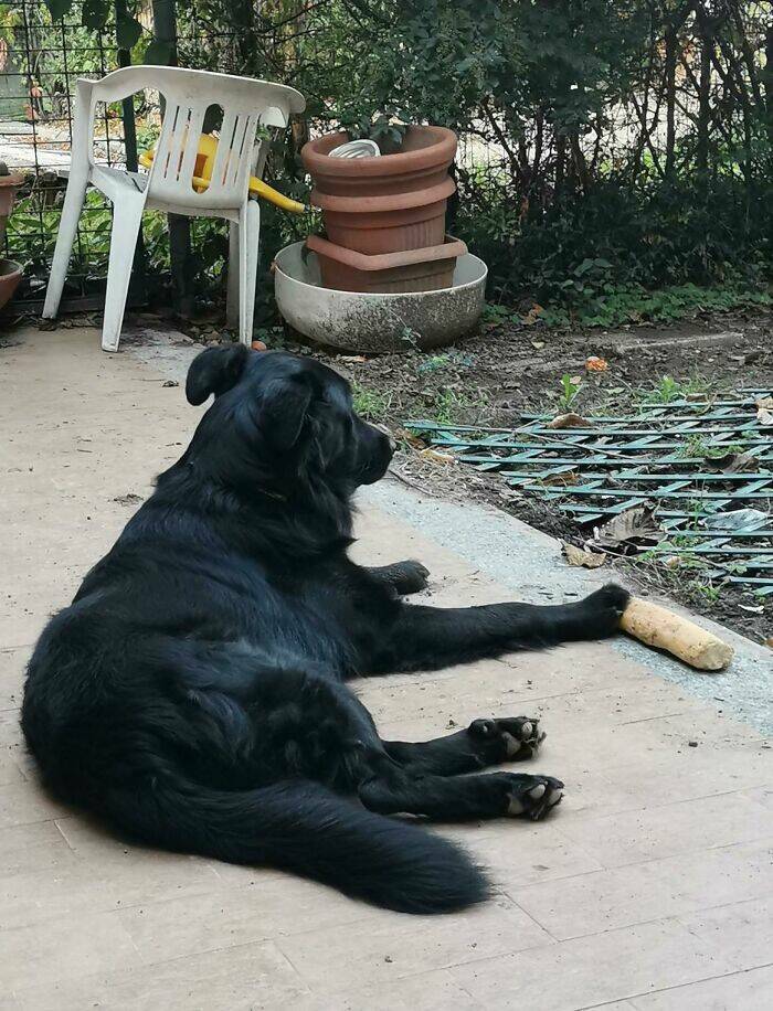 When Pets Food Heists Turned Into Comedic Gold