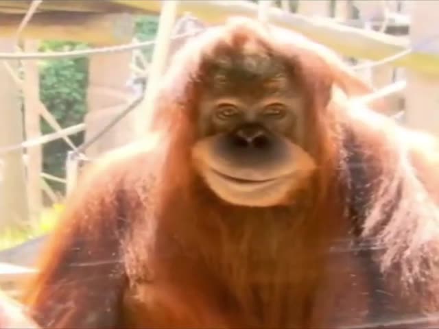 When You Watch How They Prepare Shawarma For You