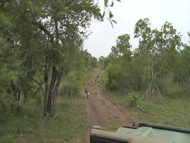 Herd Of Elephants