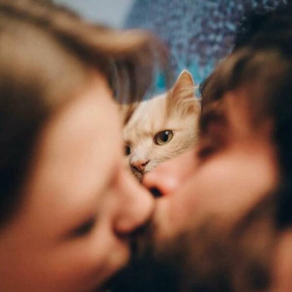 Captivating And Amusing Cat Snaps