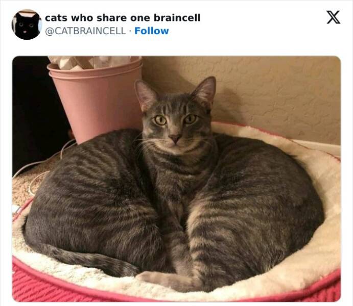Single Braincell Adventures: Cats Embracing Their Inner Dork