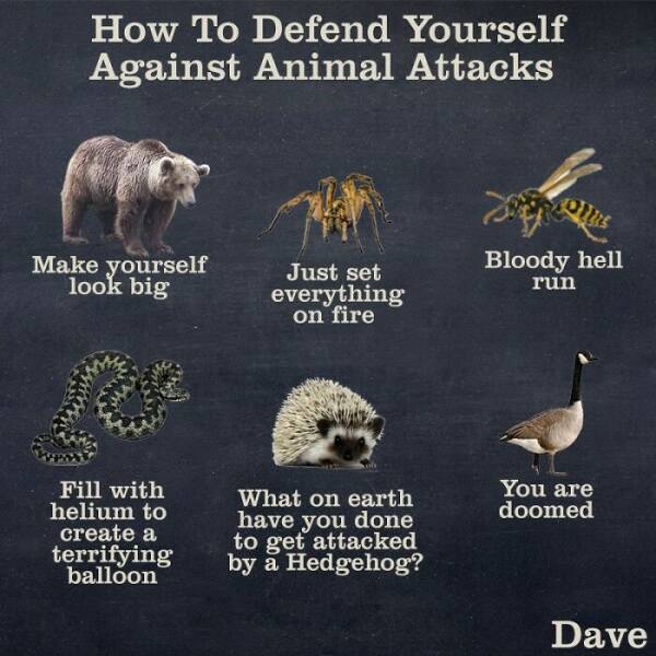 Canada In A Nutshell: Memes And Posts That Nail The Experience