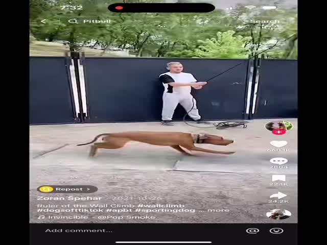 Fighting Dog. Expectation & Reality