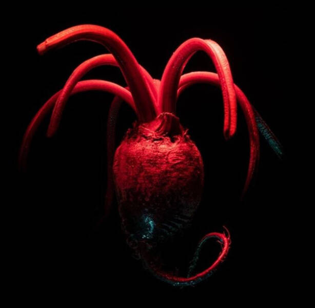 Mind-Bending Images: The Ones That Made Us Do Double-Takes