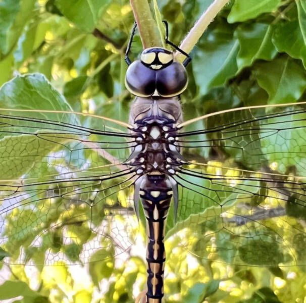 Mind-Bending Images: The Ones That Made Us Do Double-Takes