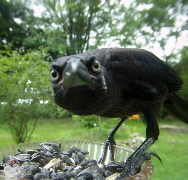 Insights From A Camera-Equipped Bird Feeder In A Woman Insights From A Camera-Equipped Bird Feeder In A Womans Yard