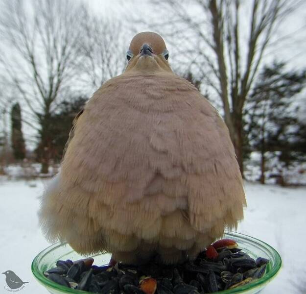Insights From A Camera-Equipped Bird Feeder In A Woman Insights From A Camera-Equipped Bird Feeder In A Womans Yard