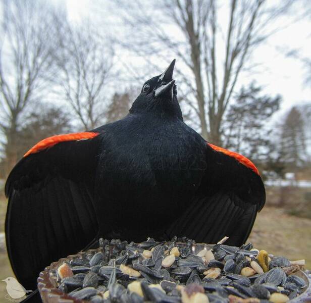 Insights From A Camera-Equipped Bird Feeder In A Woman Insights From A Camera-Equipped Bird Feeder In A Womans Yard