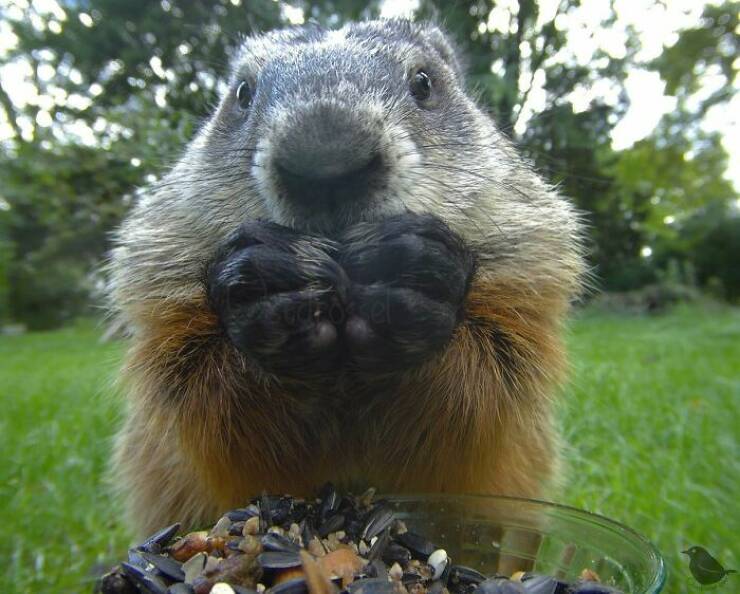 Insights From A Camera-Equipped Bird Feeder In A Woman Insights From A Camera-Equipped Bird Feeder In A Womans Yard