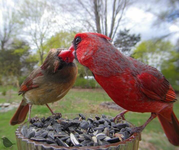 Insights From A Camera-Equipped Bird Feeder In A Woman Insights From A Camera-Equipped Bird Feeder In A Womans Yard