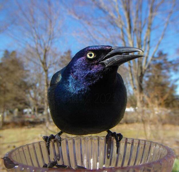 Insights From A Camera-Equipped Bird Feeder In A Woman Insights From A Camera-Equipped Bird Feeder In A Womans Yard