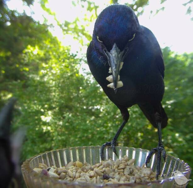 Insights From A Camera-Equipped Bird Feeder In A Woman Insights From A Camera-Equipped Bird Feeder In A Womans Yard
