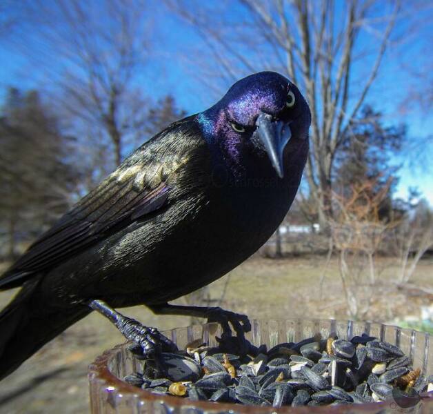 Insights From A Camera-Equipped Bird Feeder In A Woman Insights From A Camera-Equipped Bird Feeder In A Womans Yard