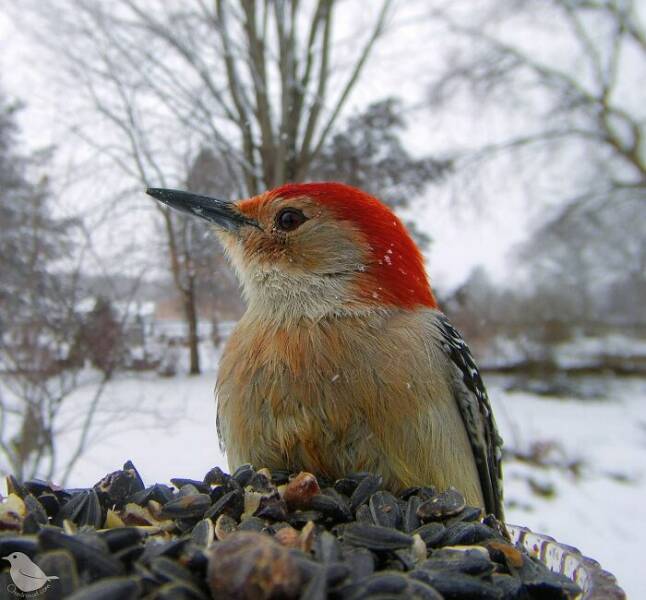 Insights From A Camera-Equipped Bird Feeder In A Woman Insights From A Camera-Equipped Bird Feeder In A Womans Yard