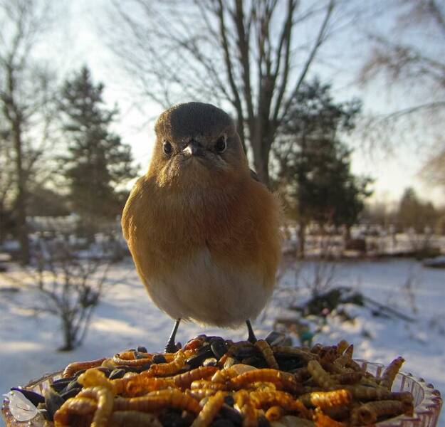 Insights From A Camera-Equipped Bird Feeder In A Woman Insights From A Camera-Equipped Bird Feeder In A Womans Yard