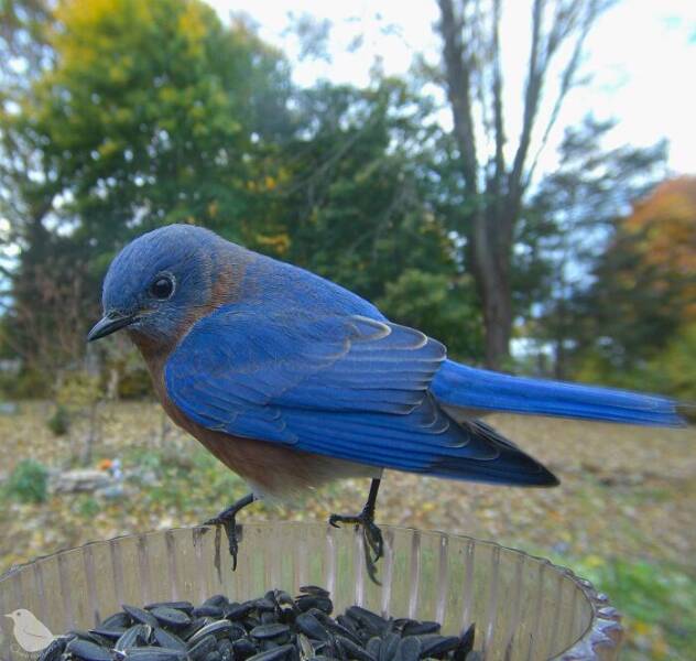 Insights From A Camera-Equipped Bird Feeder In A Woman Insights From A Camera-Equipped Bird Feeder In A Womans Yard