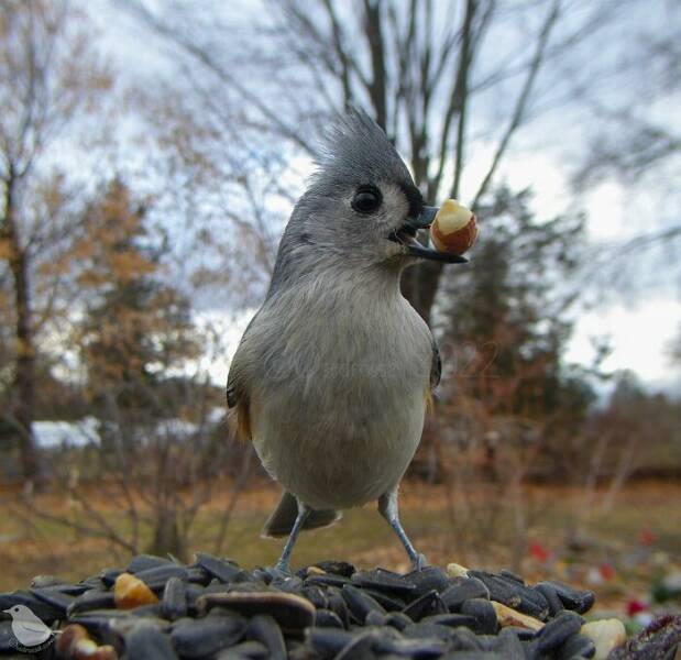 Insights From A Camera-Equipped Bird Feeder In A Woman Insights From A Camera-Equipped Bird Feeder In A Womans Yard