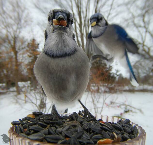 Insights From A Camera-Equipped Bird Feeder In A Woman Insights From A Camera-Equipped Bird Feeder In A Womans Yard