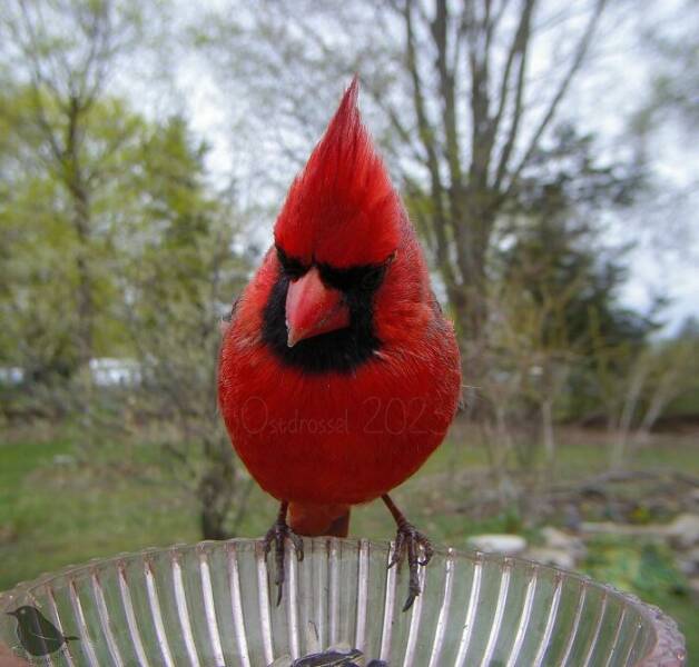 Insights From A Camera-Equipped Bird Feeder In A Woman Insights From A Camera-Equipped Bird Feeder In A Womans Yard