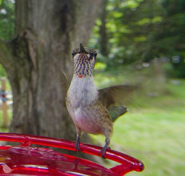 Insights From A Camera-Equipped Bird Feeder In A Woman Insights From A Camera-Equipped Bird Feeder In A Womans Yard