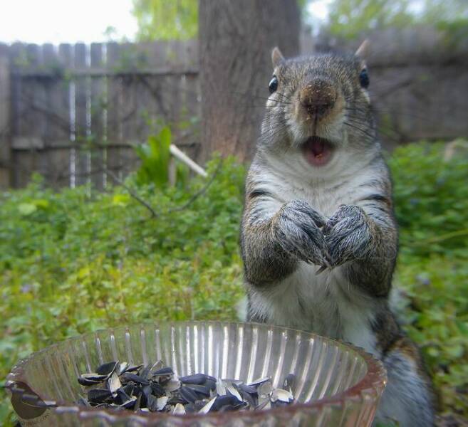 Insights From A Camera-Equipped Bird Feeder In A Woman Insights From A Camera-Equipped Bird Feeder In A Womans Yard