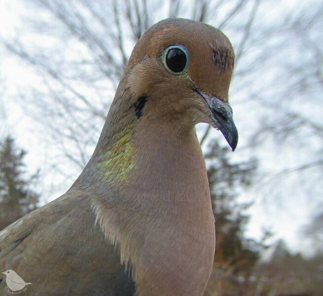 Insights From A Camera-Equipped Bird Feeder In A Woman Insights From A Camera-Equipped Bird Feeder In A Womans Yard