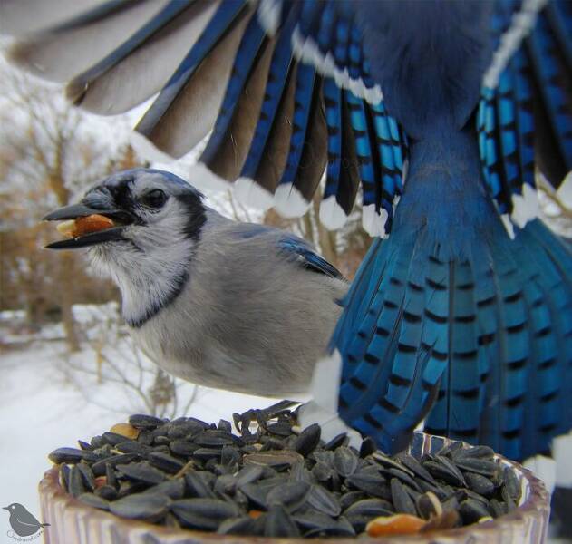 Insights From A Camera-Equipped Bird Feeder In A Woman Insights From A Camera-Equipped Bird Feeder In A Womans Yard