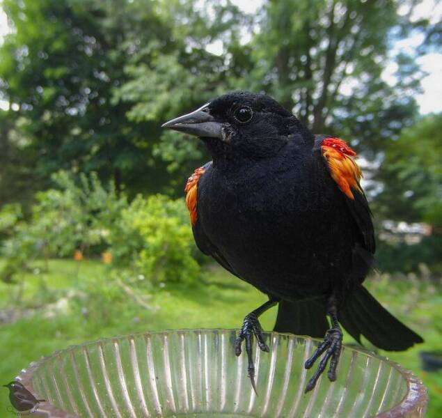 Insights From A Camera-Equipped Bird Feeder In A Woman Insights From A Camera-Equipped Bird Feeder In A Womans Yard