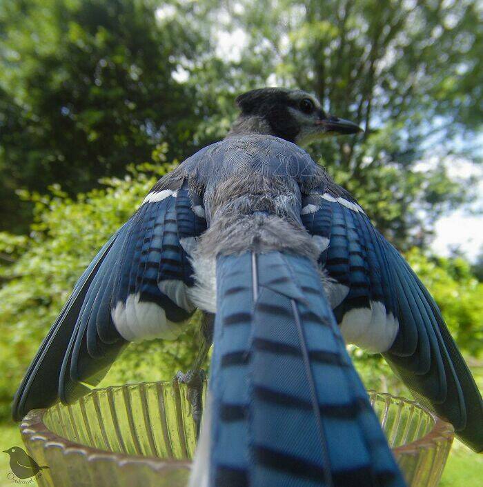 Insights From A Camera-Equipped Bird Feeder In A Woman Insights From A Camera-Equipped Bird Feeder In A Womans Yard