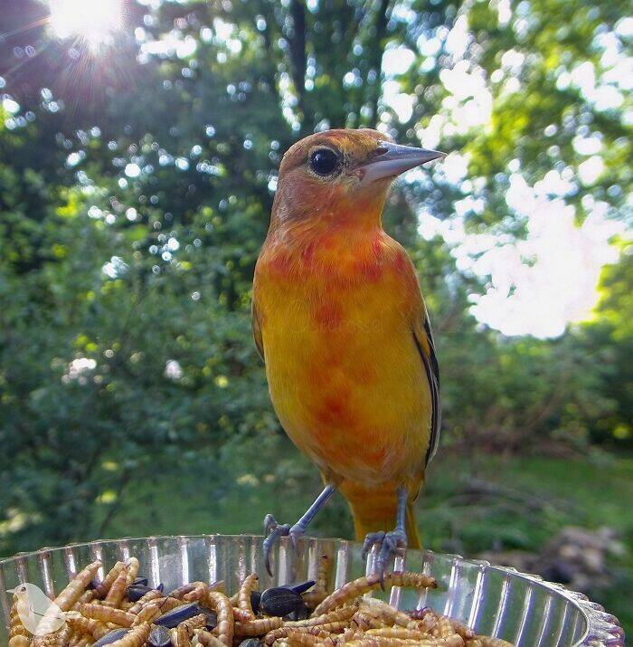 Insights From A Camera-Equipped Bird Feeder In A Woman Insights From A Camera-Equipped Bird Feeder In A Womans Yard