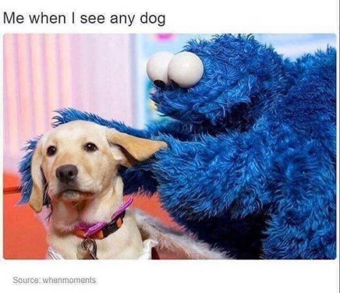 Doggo Memes: Always Welcome, Anytime, Anywhere