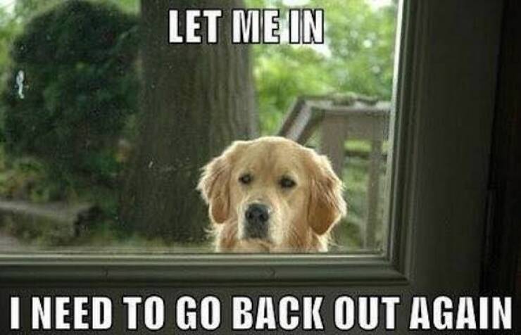 Doggo Memes: Always Welcome, Anytime, Anywhere