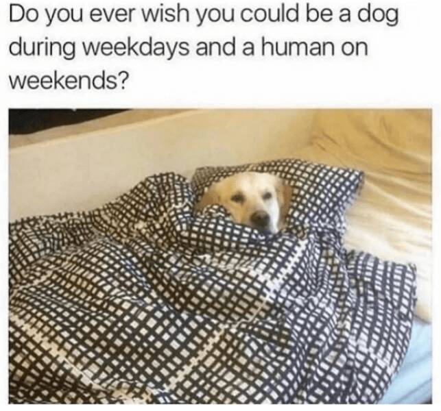 Doggo Memes: Always Welcome, Anytime, Anywhere