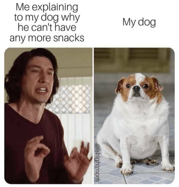 Doggo Memes: Always Welcome, Anytime, Anywhere