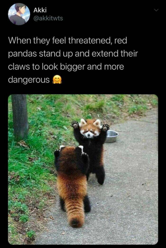 Mildly Uplifting Amusements To Add A Spark To Your Day