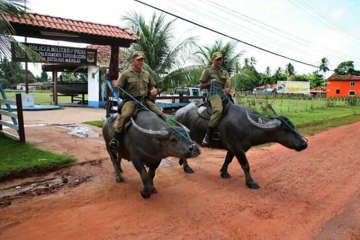Brazils Quirky Normalcy: Unusual Photos That Define The Culture