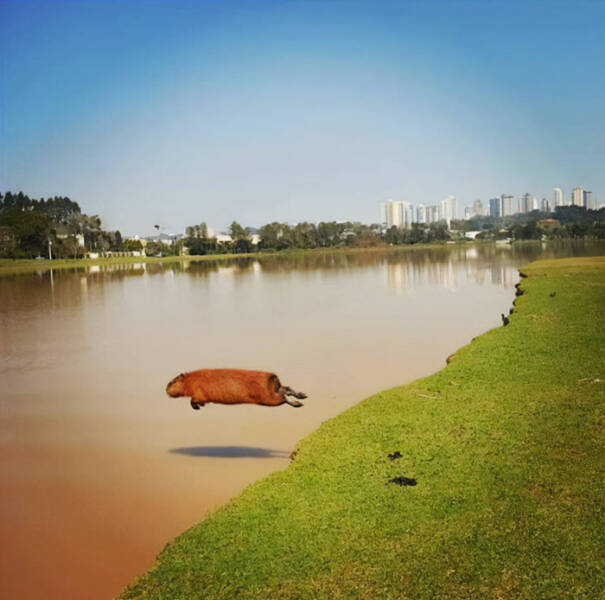Brazils Quirky Normalcy: Unusual Photos That Define The Culture