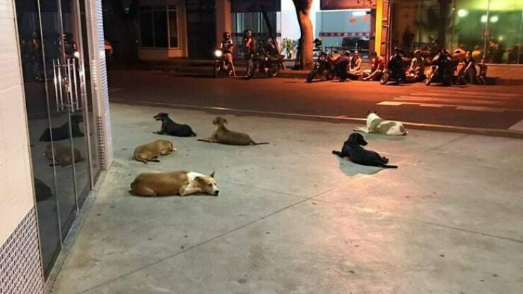 Brazils Quirky Normalcy: Unusual Photos That Define The Culture