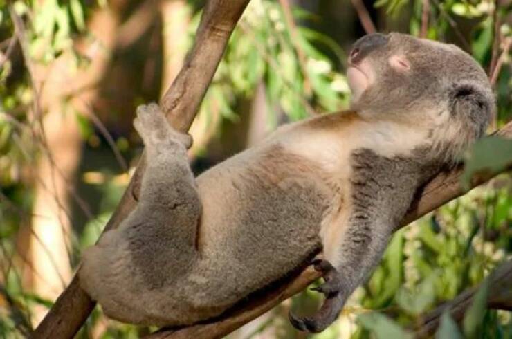 Natures Sleep Masters: Animals That Excel In Slumber