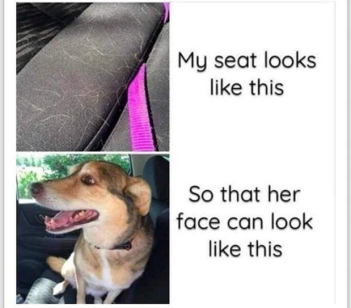When Humor Meets Heart: Doggo Memes That Brighten Your Day