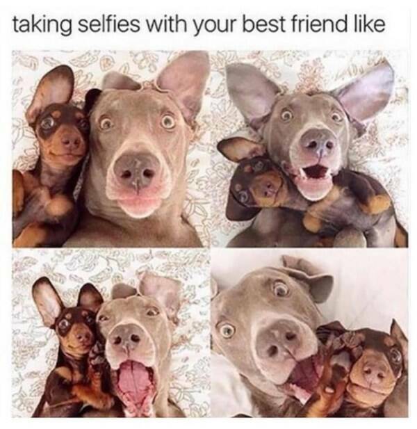 When Humor Meets Heart: Doggo Memes That Brighten Your Day