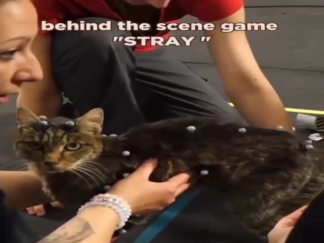 The Motion Capture Of Cats For The Game Stray